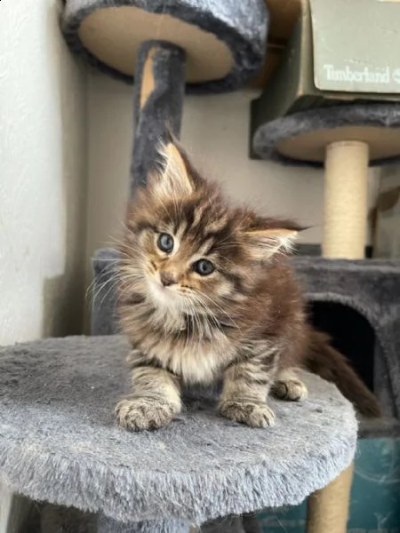 maine coon tigrato | Foto 0