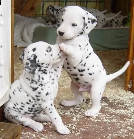  regalo dalmata cuccioli