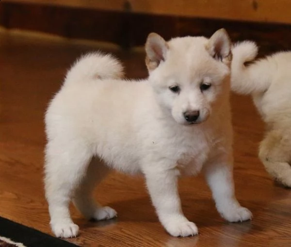  regalo due cuccioli di shiba inu per l'adozione