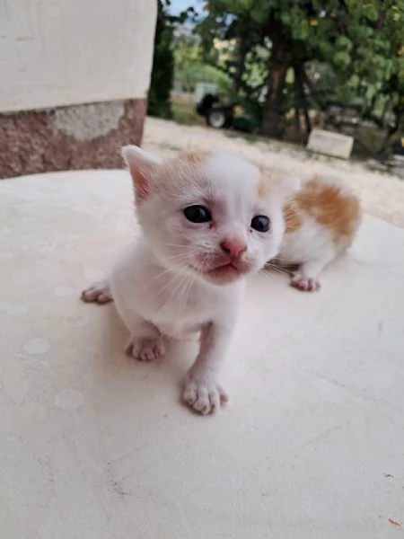 regalo gattini nati il 25 agosto a Macerata