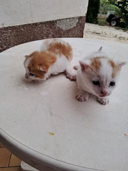 regalo gattini nati il 25 agosto a Macerata | Foto 13