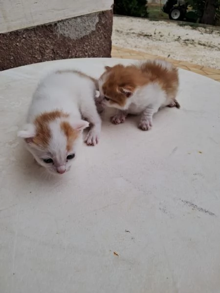 regalo gattini nati il 25 agosto a Macerata | Foto 10