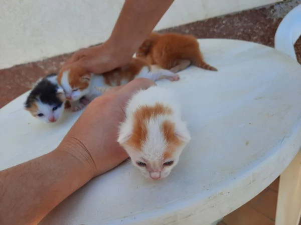 regalo gattini nati il 25 agosto a Macerata | Foto 7