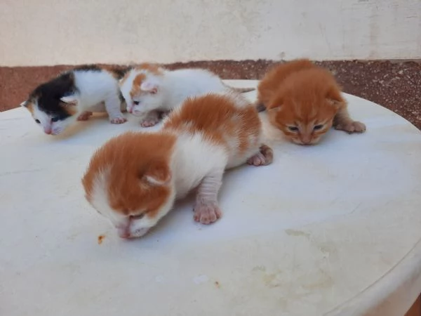 regalo gattini nati il 25 agosto a Macerata | Foto 6