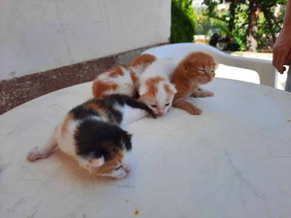 regalo gattini nati il 25 agosto a Macerata | Foto 3