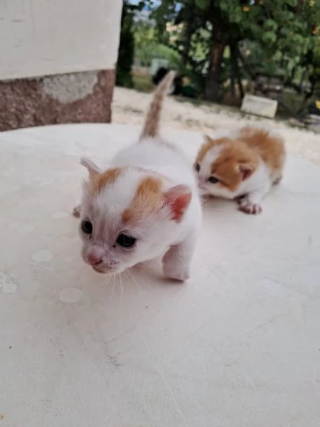 regalo gattini nati il 25 agosto a Macerata | Foto 2