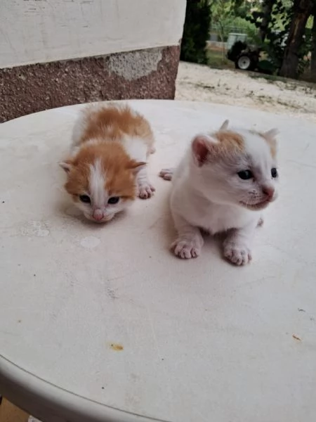 regalo gattini nati il 25 agosto a Macerata | Foto 1