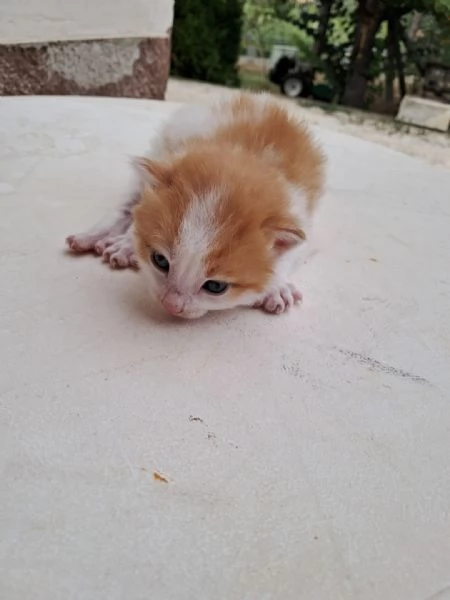 regalo gattini nati il 25 agosto a Macerata | Foto 0