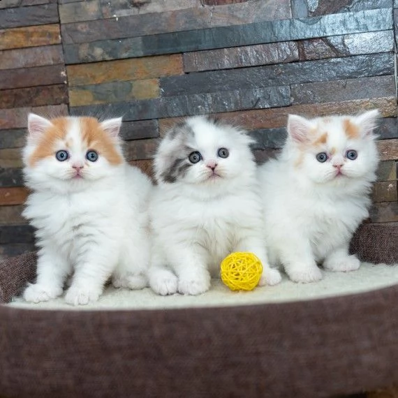 scottish fold gattini