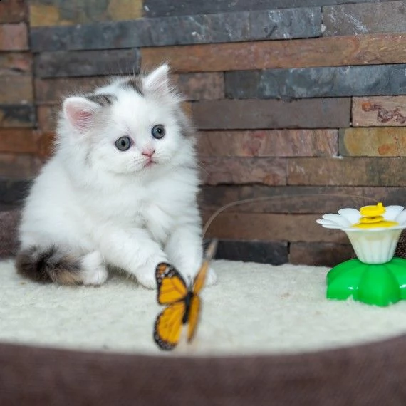 scottish fold gattini | Foto 0