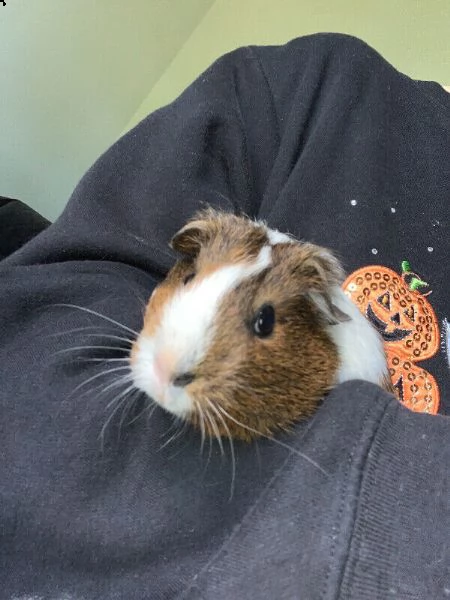 cavia femmina in vendita.