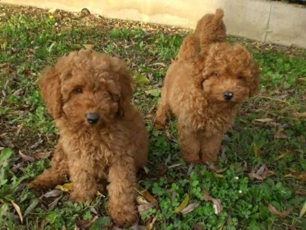 vendita cuccioli rosso piccolissima barboncino