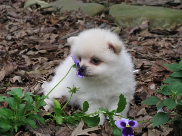 volpini di pomerania cuccioli | Foto 0