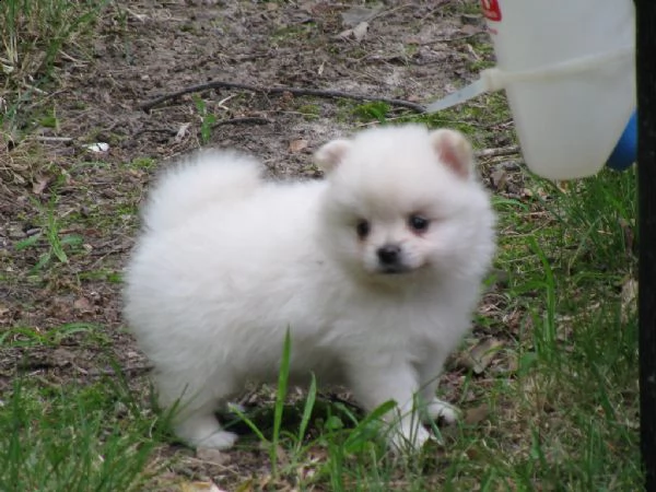 volpini di pomerania cuccioli