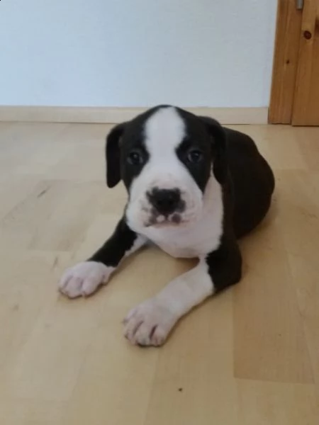  regalo cuccioli di pitbull