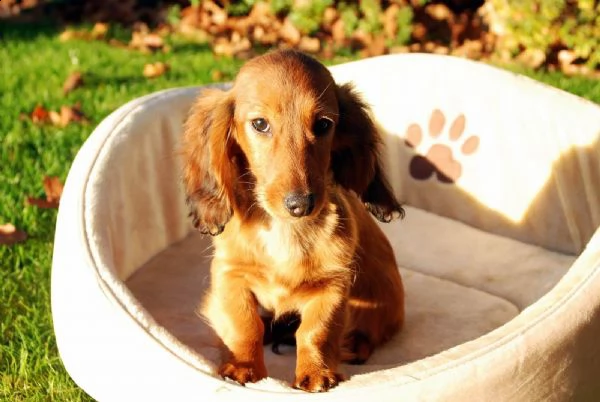  adorabili cuccioli bassotto femminucce e maschietti disponibili