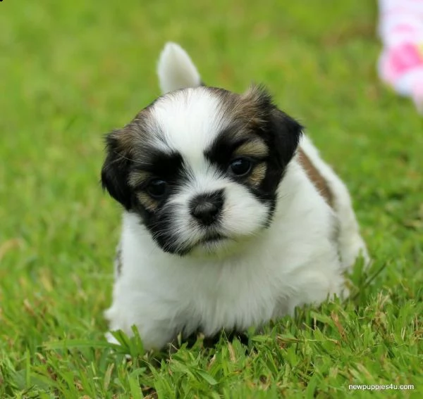 cucciolo di shih tzu tenerissimi intrigantissimi e buonissimi di 70 giorni sia maschi che femmina ot