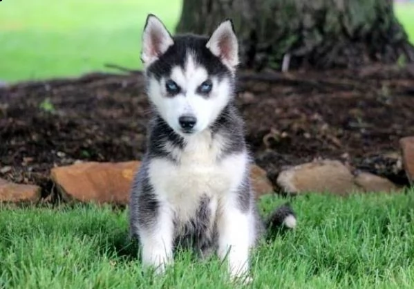  regalo siberian husky cuccioli, maschio e femmina