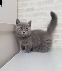 3 gattini british shorthair disponibili per l'adozione gratuita. i gattini sono molto sani giocosi i