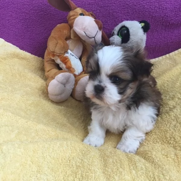  regalo cuccioli shih tzu