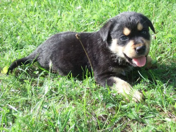 regalo cuccioli di tipo rottweiler con i capelli corti