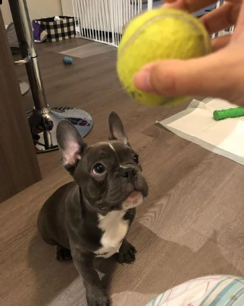 cuccioli di bulldog francese | Foto 1