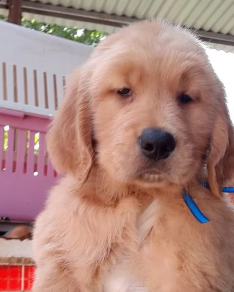 bellissimi cuccioli di golden retriever