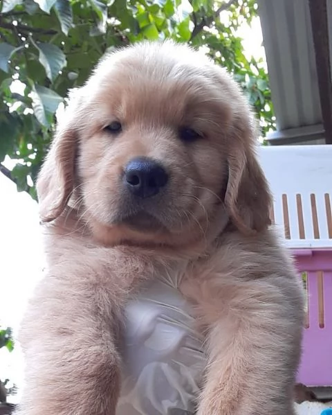 bellissimi cuccioli di golden retriever | Foto 0