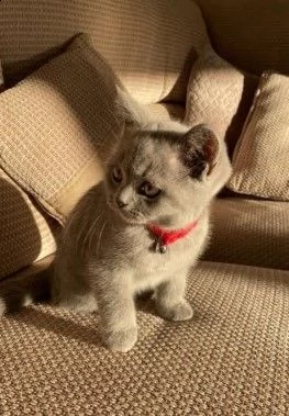 british shorthair blue | Foto 1