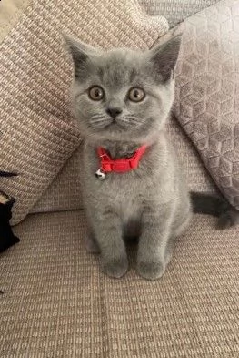 british shorthair blue | Foto 0