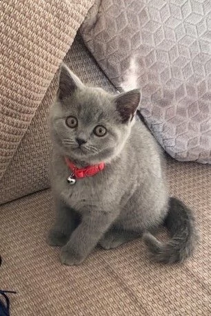 british shorthair blue