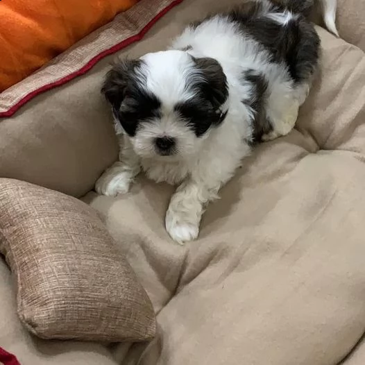 cuccioli di shih tzu