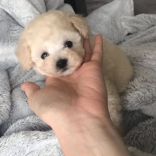 cuccioli di mix barboncino disponibili per l'adozione.contattare per maggiori dettagli.