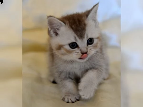 cuccioli british shorthair