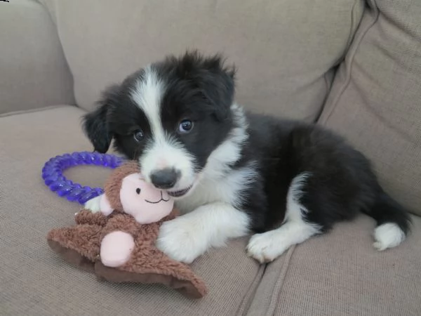 vendita border collie cuccioli