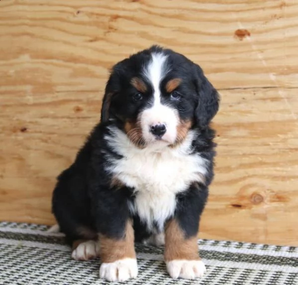 vendita bellissima cucciola di bovaro del bernese