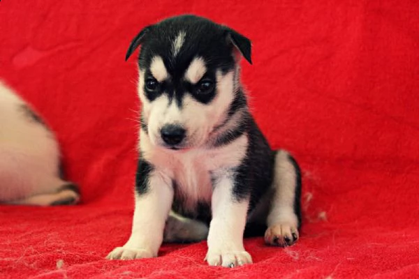  regalo siberian husky con pedigree