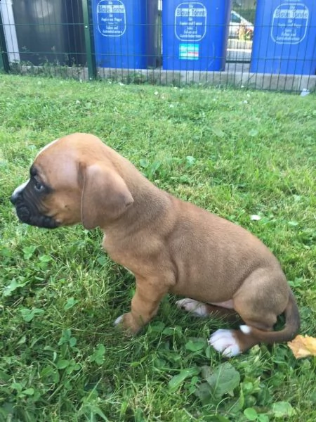  regalo cuccioli boxer