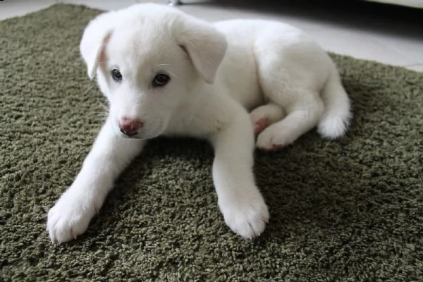  regalo akita inu cuccioli maschio e femmina