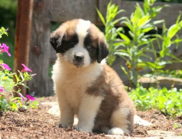  adorabili cuccioli  san bernardo  femminucce e maschietti disponibili