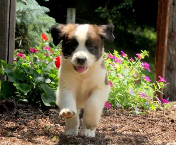  regalo adorabili cuccioli  san bernardo  femminucce e maschietti