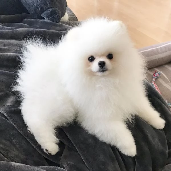 pomeranian spitz pomeranian puppy for sale