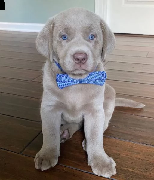 cuccioli labrador retriever maschi e femmine in cerca di una nuova casa