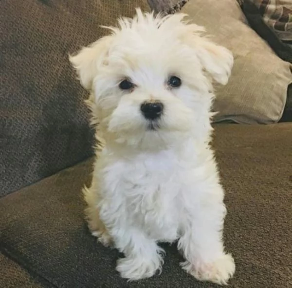 maltese toy cuccioli 