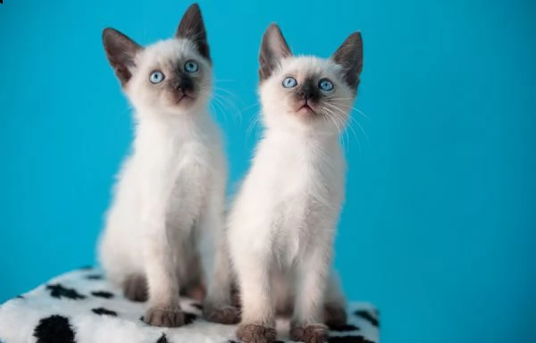 beautiful gattini siamese disponibili per l'adozione gratuita. i gattini sono molto sani giocosi int