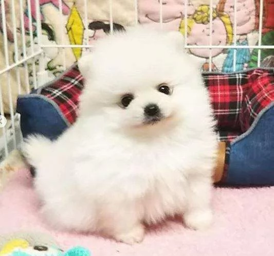 adorabile cucciolo di pomerania