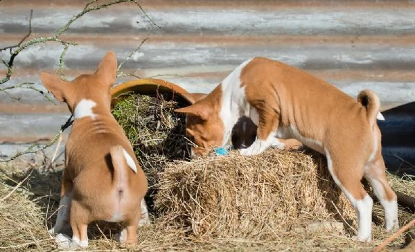 belllissimi cuccioli di basenji | Foto 0