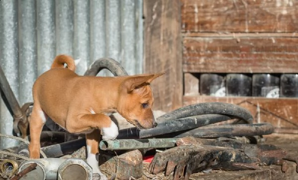 belllissimi cuccioli di basenji