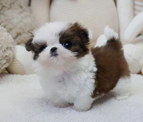 regalo cucciolo bellissimi shih tzu