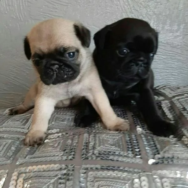 pug puppies for adoption